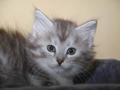 Merlin am 19.07.2012