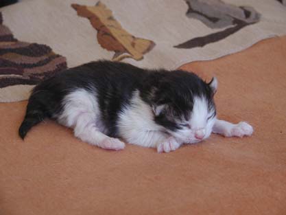 Nikolay am 22.4.2007