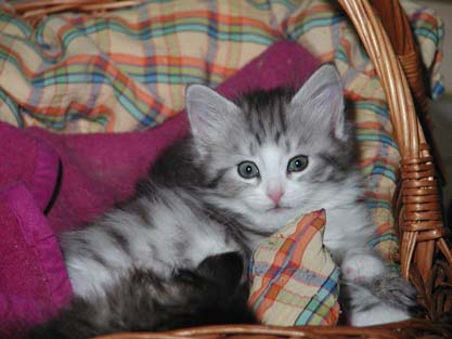 Ofelia am 9.9.2007