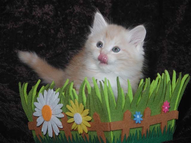 Obelix am 19.05.2013