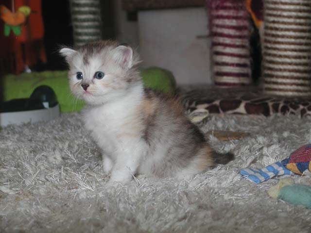 Peanut am 15.9.2013