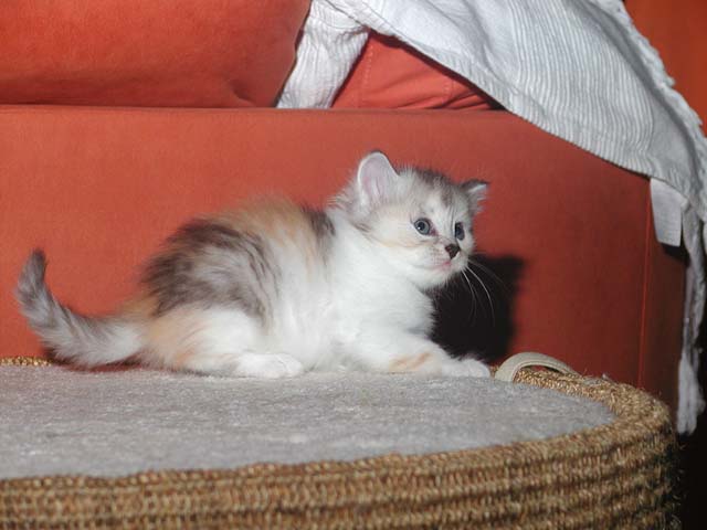 Peanut am 22.9.2013