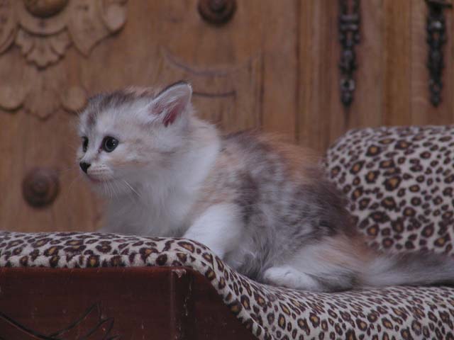 Peanut am 29.9.2013