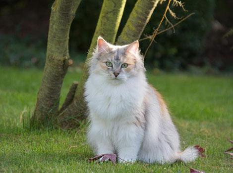 Peanut im November 2014
