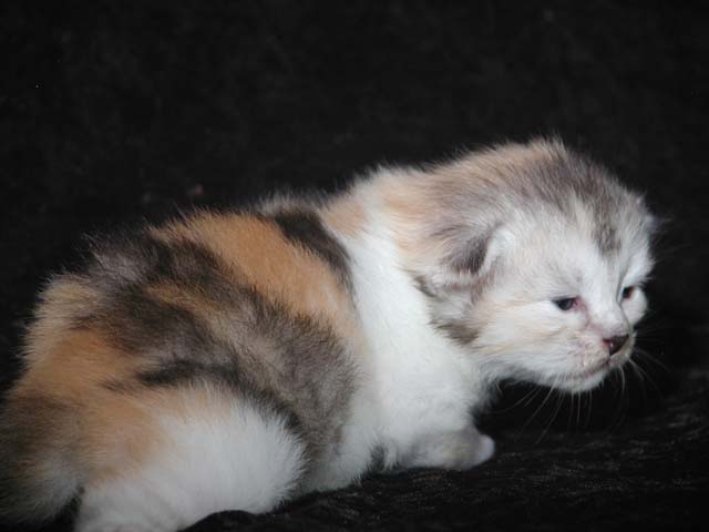 Peanut am 1.9.2013