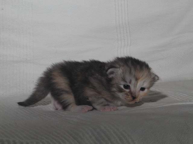 Pebbles am 1.9.2013