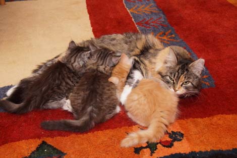 Q2-Jungs mit Mama Kashija am 11.5.2014
