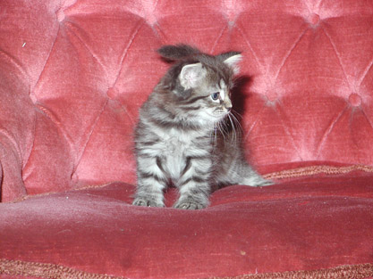 Shari am 21.06.2008