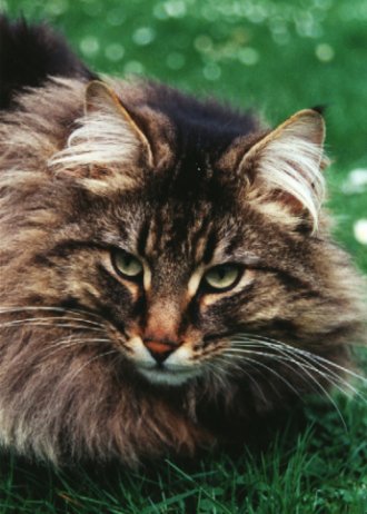 Pepino vom Feengarten