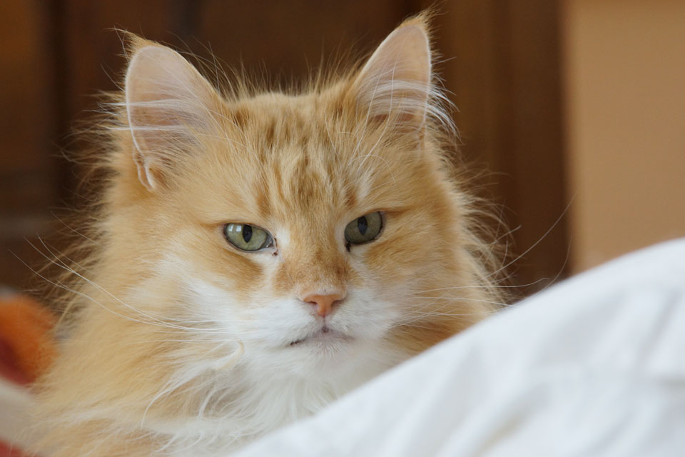 Koeni's Tabasco