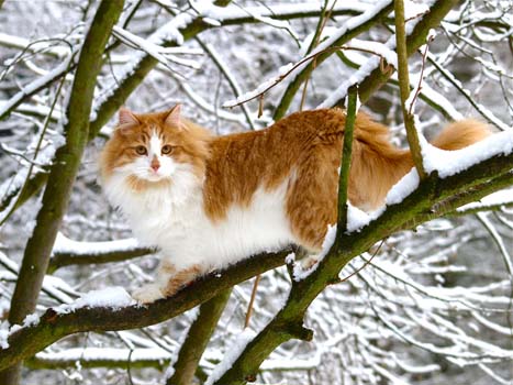 Ustinov am 25.1.2010