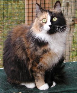 Ursina von der Gronau