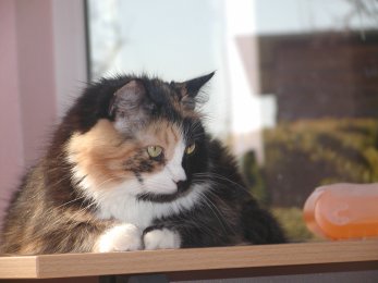 Ursina von der Gronau