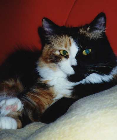 Ursina von der Gronau