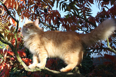 Valentino Oktober 2010