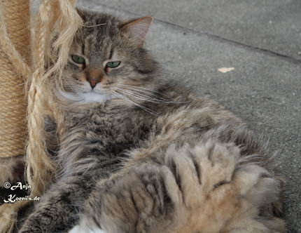 Champion Valerijan von Mufasa