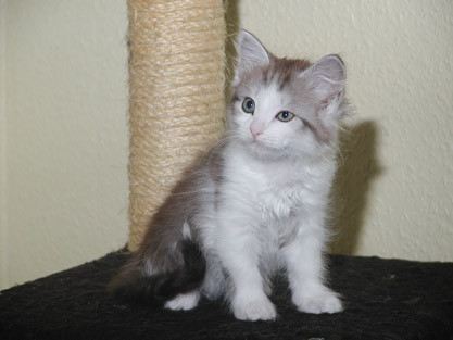 Zorro am 15.08.2009
